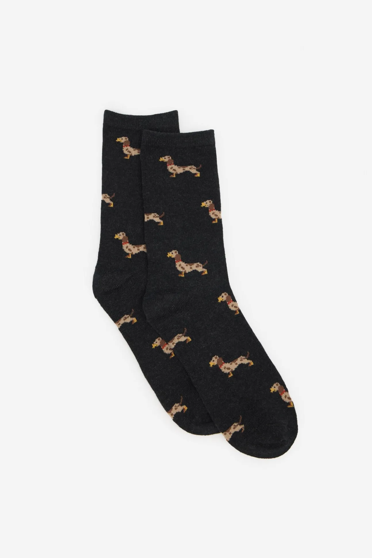 Dachshund meia longa