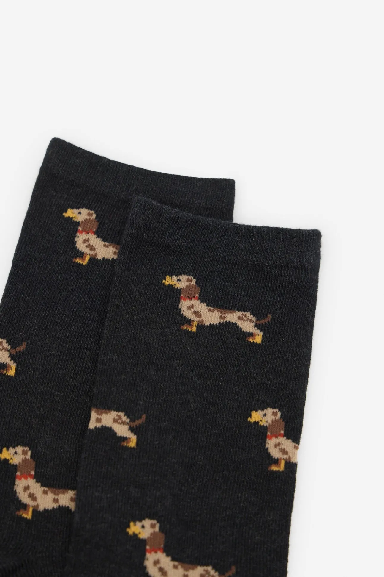 Dachshund meia longa