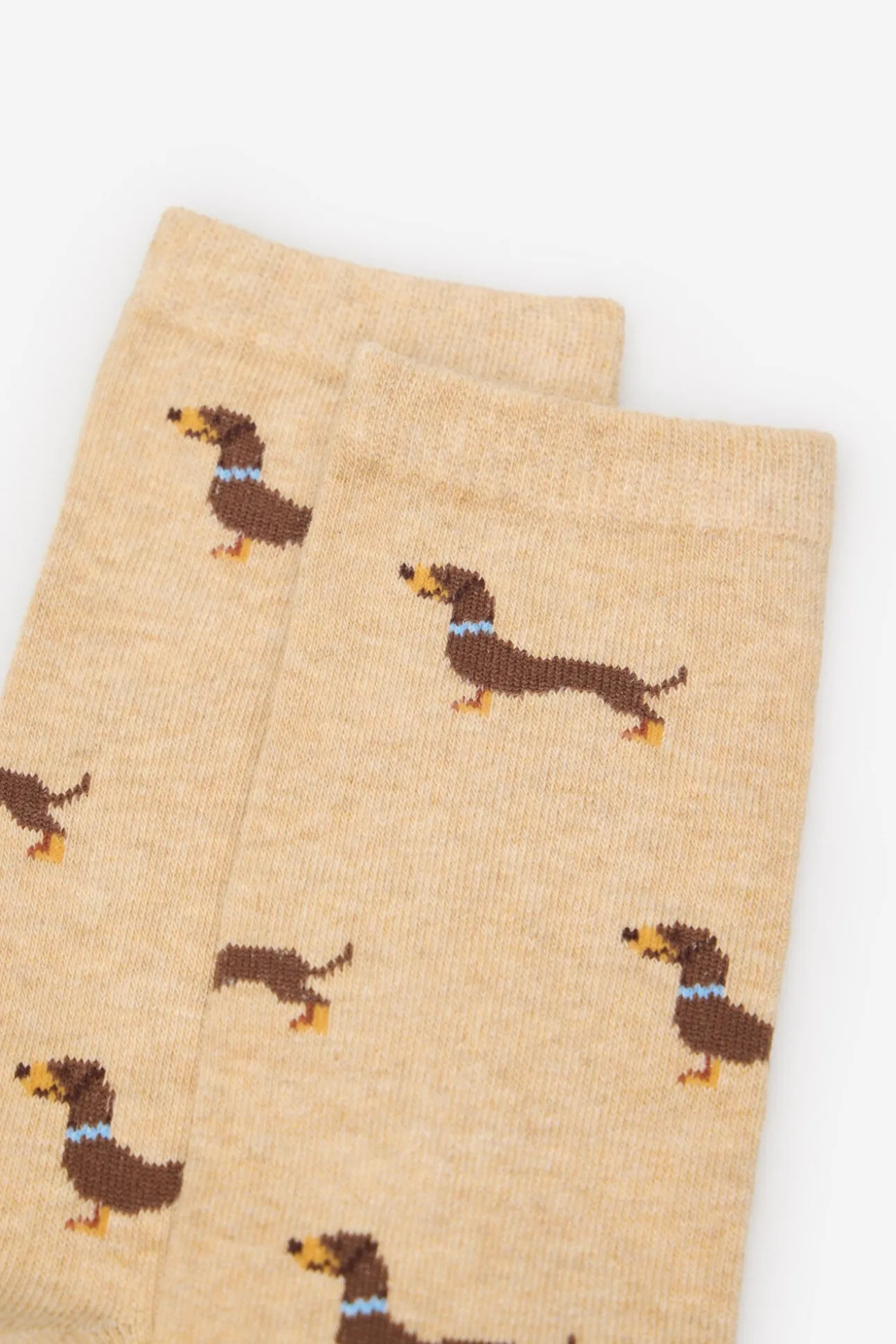 Dachshund meia longa